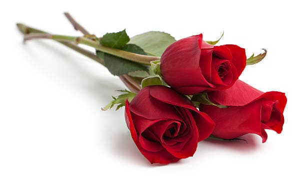 Rosa rosor kan symbolisera förälskelse, ungdom och kärlek